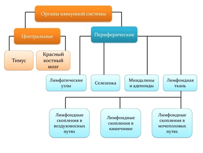 Органы иммунной системы схема